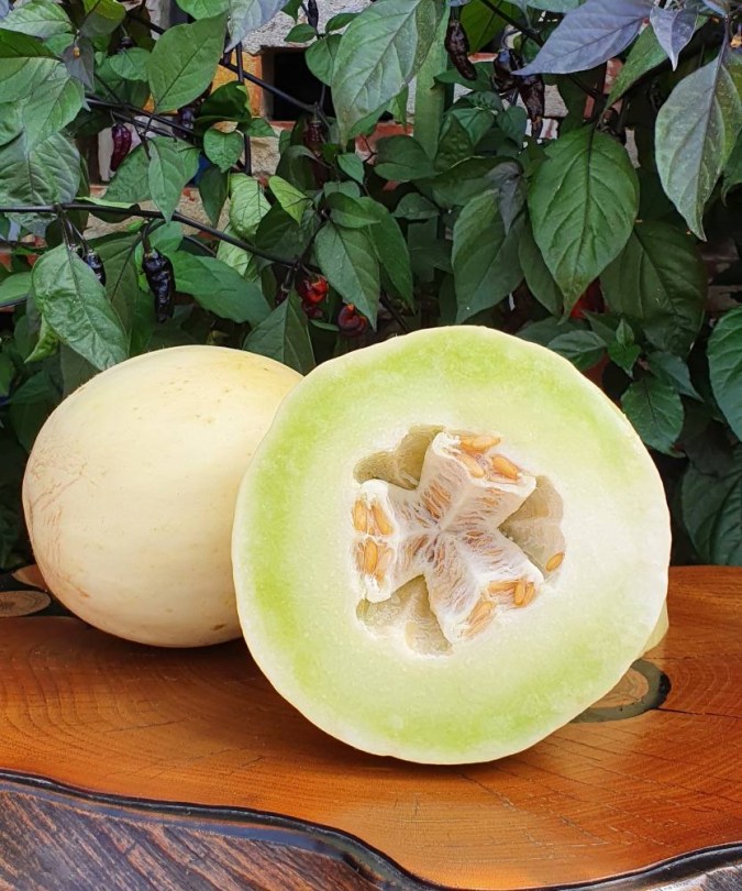 Medena Rosa sárgadinnye, Cucumis melo, dinnye, sárgadinnye